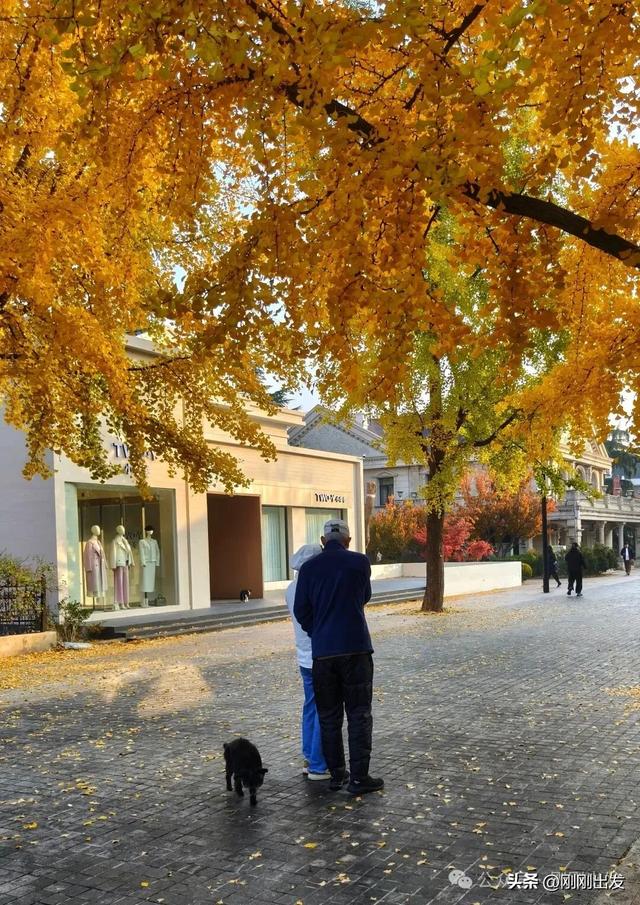大连市内最火银杏大道正当时，满地金黄，快来打卡吧