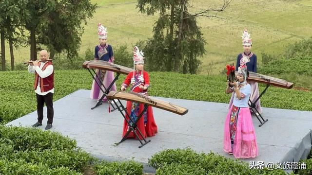 每日一村:茶岗村——茶香畲韵交融,山海间的文旅活力地