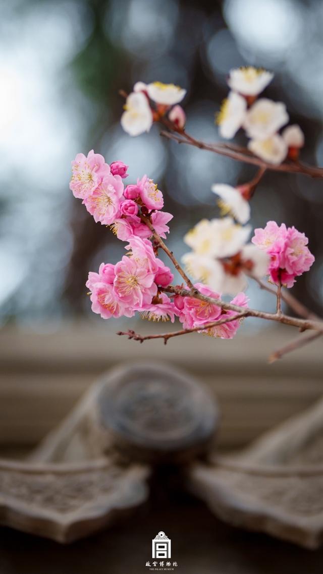 故宫的花开了，给历史赋予了春天的气息