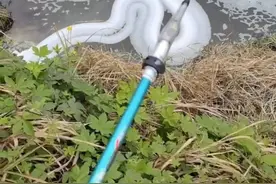 博主反映重庆一地有黑臭水排入长江，当地通报：已派专班处置图片