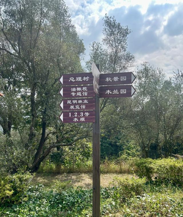 到滇池之上边，看周总理种植的树与秋日红枫林