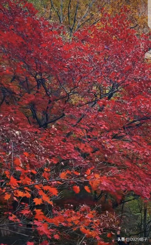 本溪关门山，枫叶之约