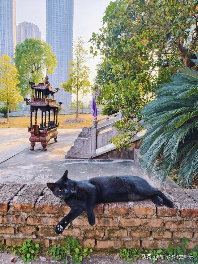 公交直达冬日限定“小东非”，带娃解锁长沙safari隐藏玩法！