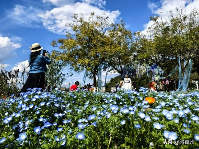 春到嘉州 | 好美！绿心公园喜林草盛放惹人醉