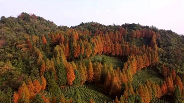 秀岭春天：红韵漫山隅杉林醉客入画来
