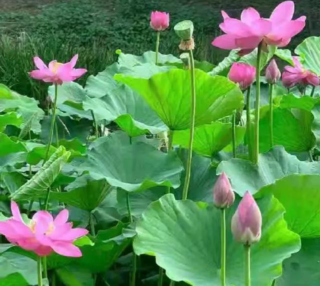 八一建军节战友石泉草池湾之游