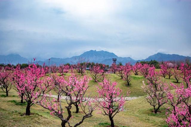 航小天带你看长安 | 唐村首批梅花悄然绽放