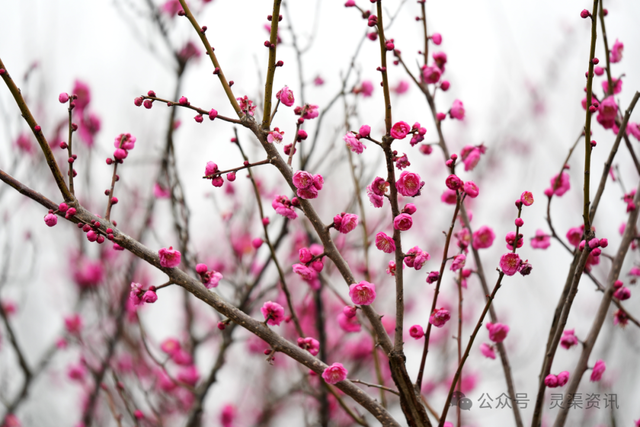 北渠畔的“胭脂雪”！兴安冬日的限定浪漫，美到心巴上~