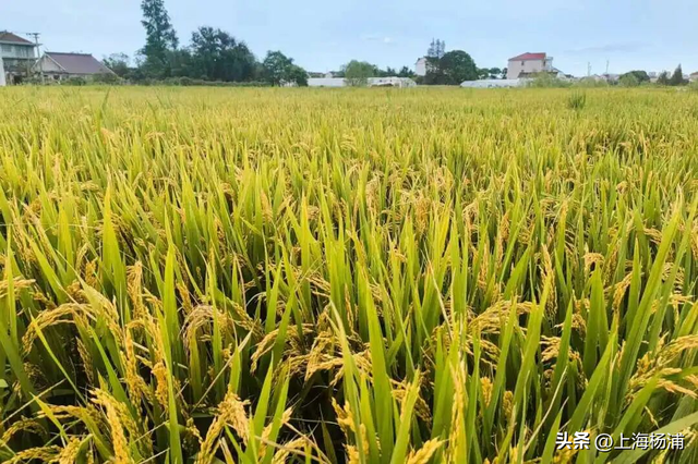 “沪派江南”复兴市集开张啦！本周六，登岛逛吃玩