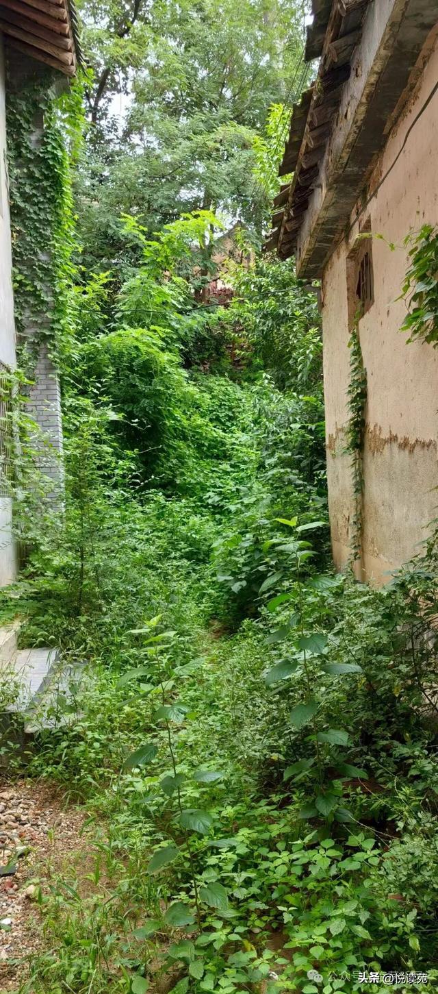 刘育华：照壁会说话