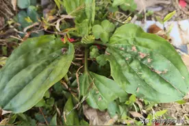 叶似猪耳朵，民间俗称“利尿草”，泡茶喝好处多，清热利湿效果好图片