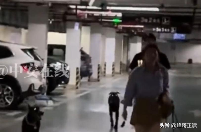 丹阳杜宾犬最新后续：网友不满处理依旧炸锅，养狗人终于登门道歉