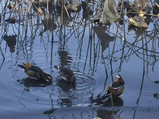颐和园秋色印记
