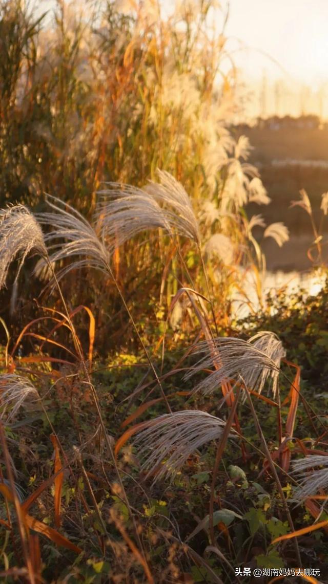 不用去南京，长沙也藏着 “梧桐秘境”！遛娃拍照美到窒息！