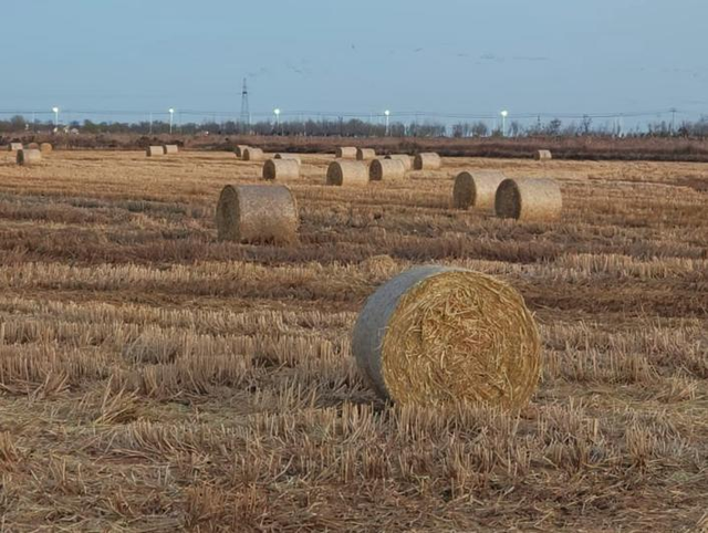 黄河入海 大美垦利 | 东营垦利观鸟贴心攻略