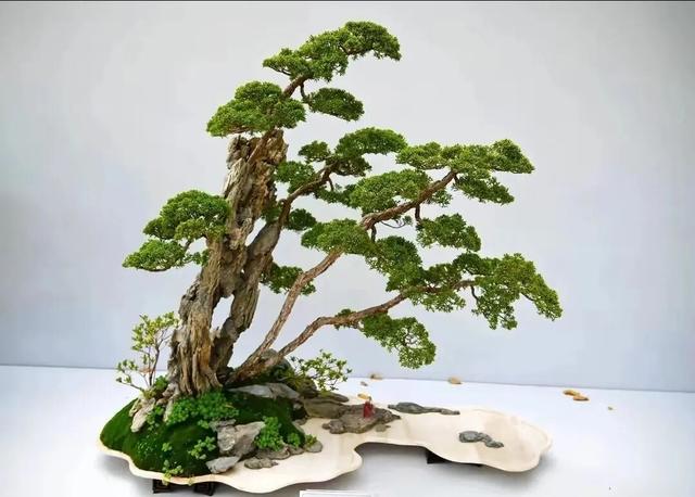 丛林盆景制作技巧｜把“微型森林”搬回家，丛林盆景这么做超简单