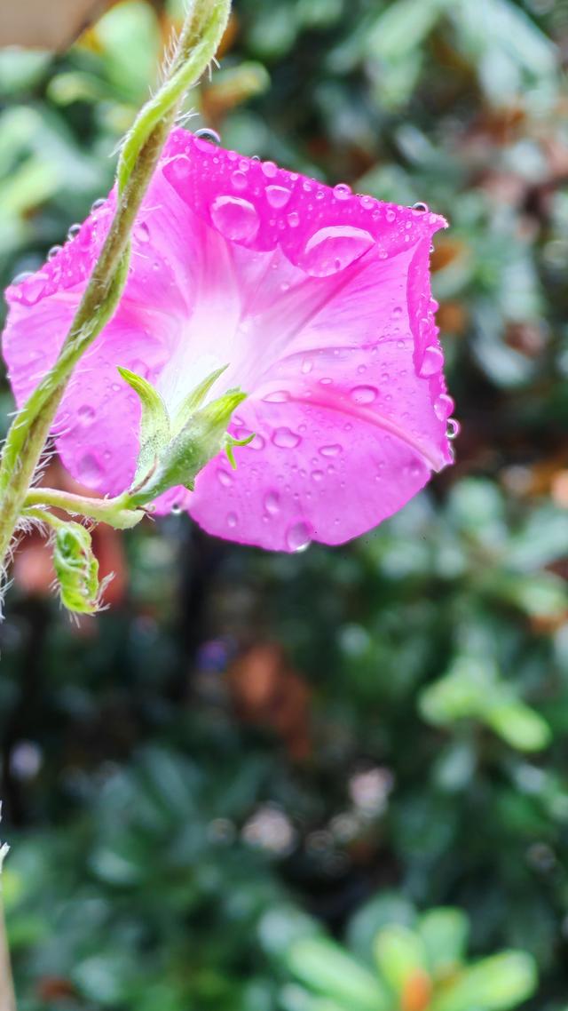 绝美的雨中花