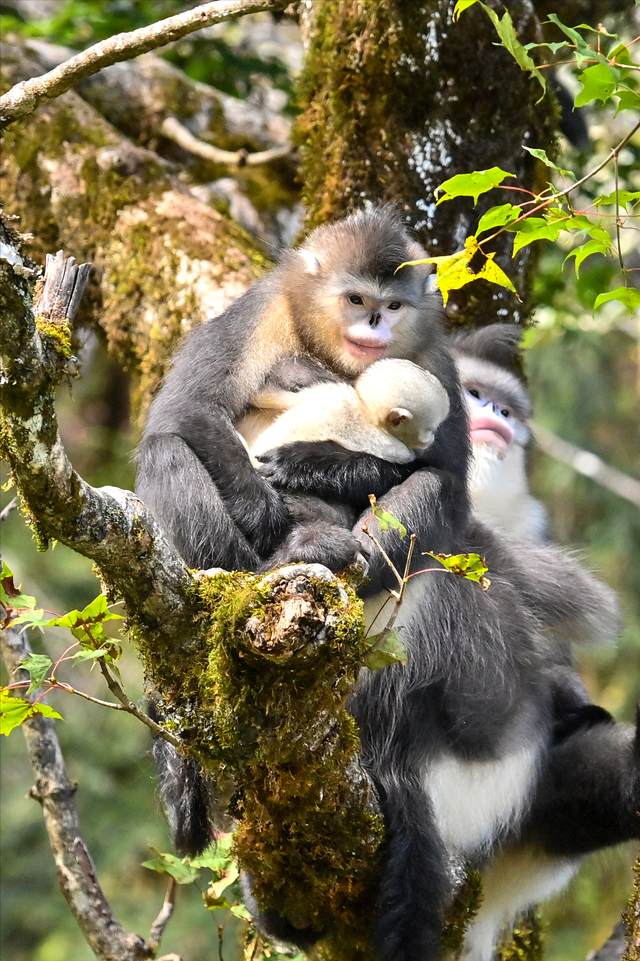 1条国道，全长10065公里，万千极致景观！50+自驾达人的终极梦想