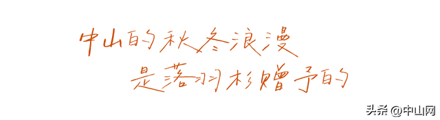 太出片啦！中山焦糖色「落羽杉」上线