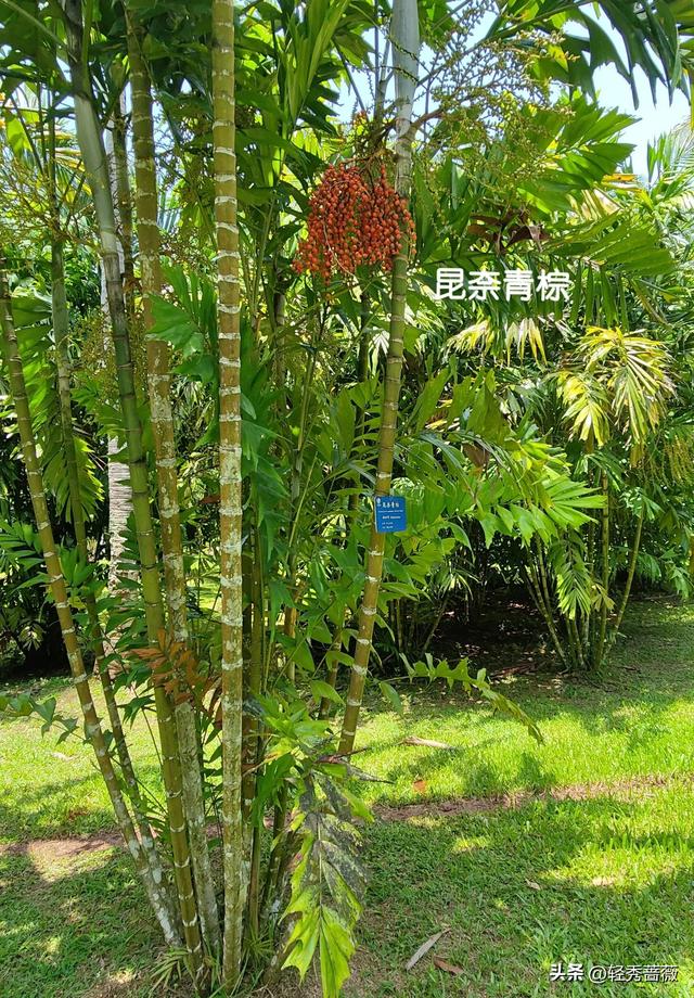 云南西双版纳，极具鲜明特色的旅游胜地。