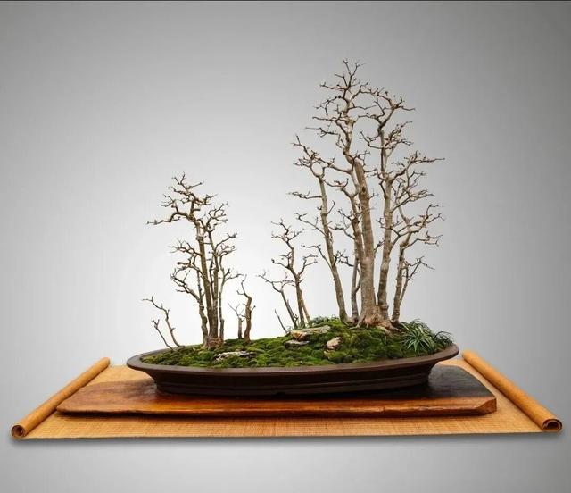 丛林盆景制作技巧｜把“微型森林”搬回家，丛林盆景这么做超简单