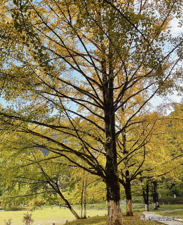 醉美的帽子峰：一场沉浸式的银杏视觉盛宴