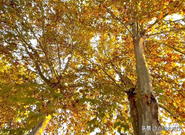 成都4大梧桐观赏地，17公里金色隧道，超级壮观，地铁公交直达！