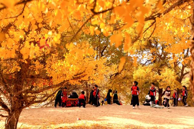 高台:九头胡杨迎来最佳观赏期