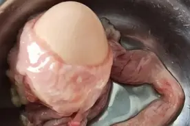 母鸡的蛋，也是有胎衣的吗？图片
