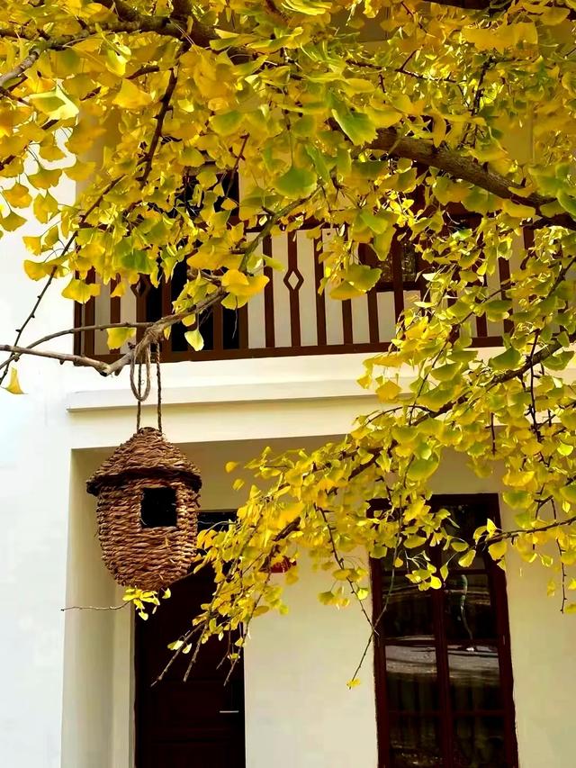 广东哪里赏秋？四条绝美自驾路线遇见南国红叶黄叶