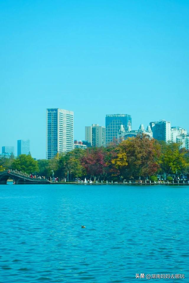 速报！这个地方银杏浓度达100%，赏芦苇、砍甘蔗，遛娃惊喜超多！