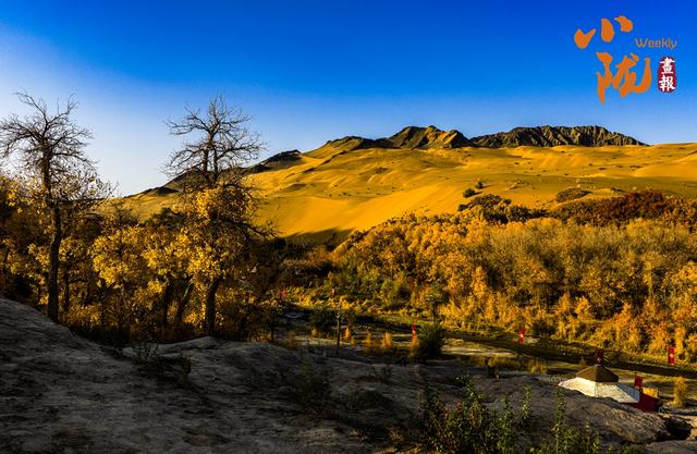【小陇画报·427期】多坝沟胡杨峡 隐藏着大西北的极致秋色