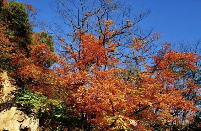 宝子你听我说，近期天气好、红叶美，光雾山可以冲了!