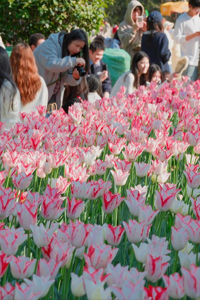 福州春日出游必打卡！农大沙滩公园的郁金香花海，美到令人藏不住