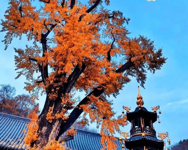 【醉美青檀秋色正当时】水彩画卷徐徐展开，只等您来！