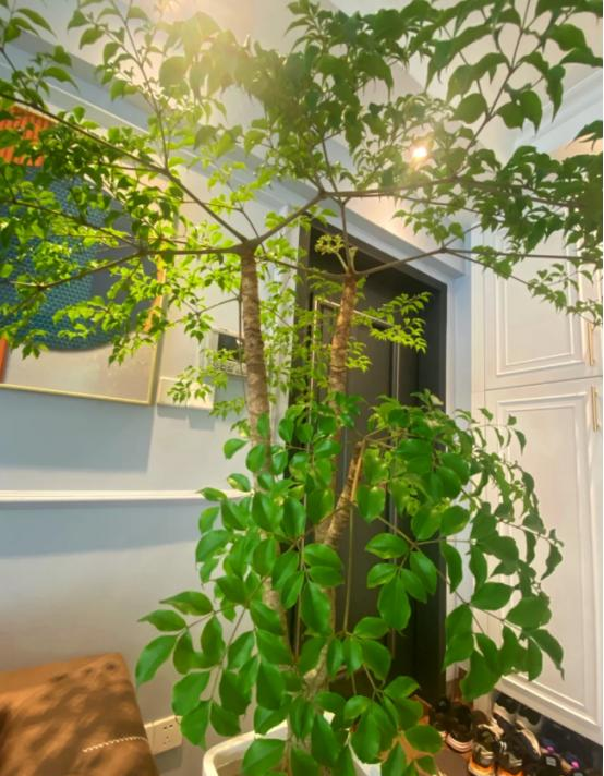 河北一太太，在“客厅种大树”	，那叫一个壮观，妥妥的视觉盛宴