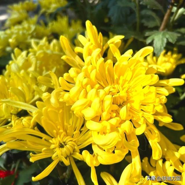 菊香满邵武！第二十届菊花艺术展惊艳绽放，邀你共赏秋韵