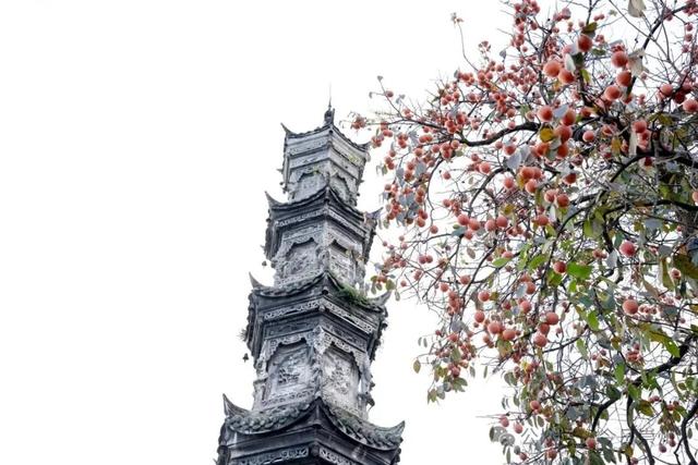 速来→崇州正上演初冬金色浪漫大片！