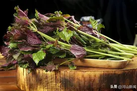 紫苏全身都是宝，抗炎、抗氧化，还能抗抑郁!图片