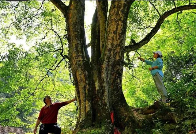 湖南1500年梓叶槭黄叶了,全国不到500株,上百年的只找到一株