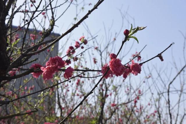 去怀集大岗，看桃花