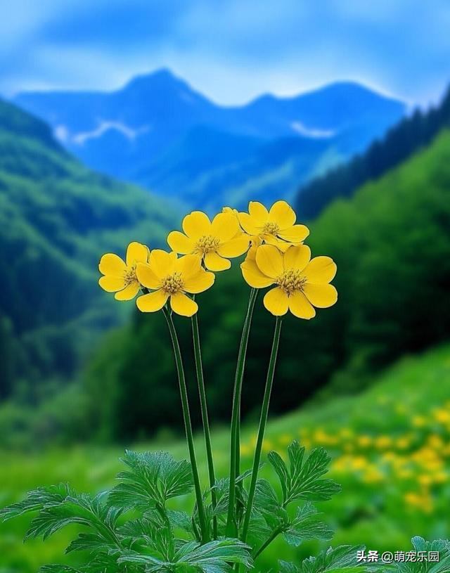 每片叶子诉说故事，走进自然怀抱，治愈疲惫灵魂的天然氧吧