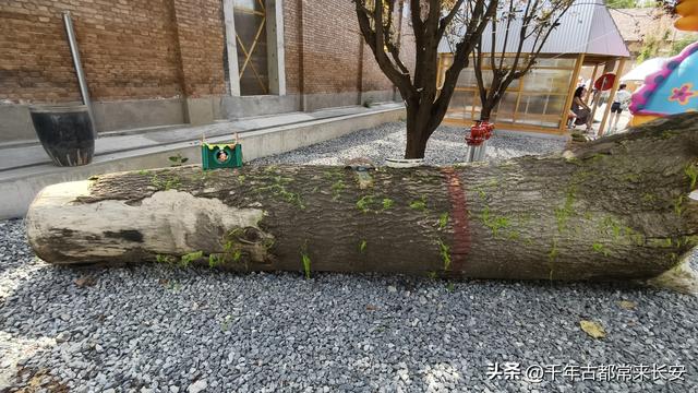 逛西仓市集文创公园有感——老巷里的新旧交响