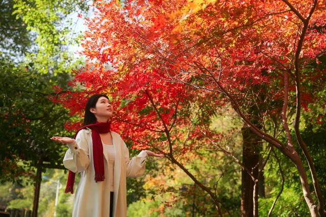 可惜你不听《枫》,不知道醴陵这片枫林到底有多美!