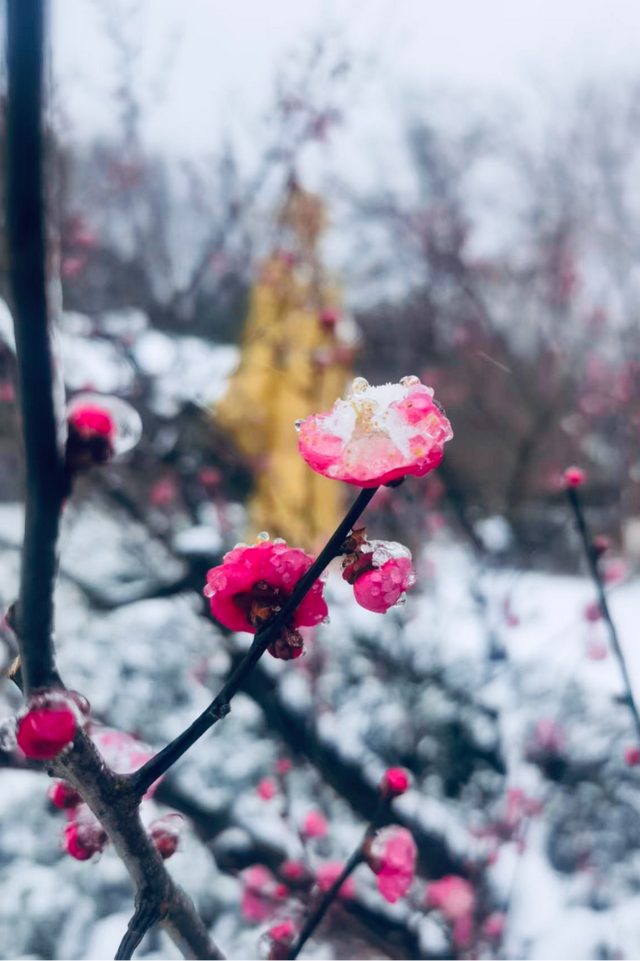 大寒雪落，我们陪你“慢下来”