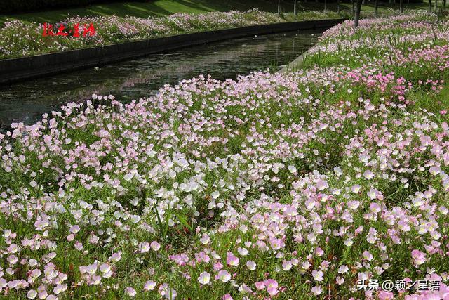 姚江南岸健身步道，美丽月见草花开成海，在水一方