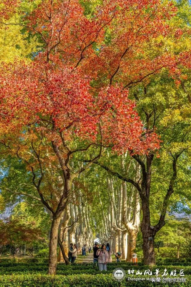 给个准信！盼了又盼的秋日“顶流”全部上线