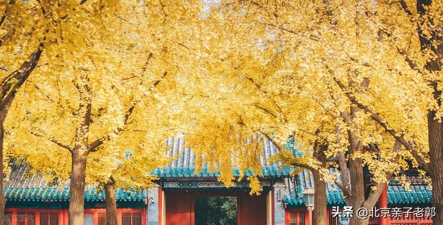 北京秋日Citywalk全攻略｜本周银杏黄金路线追秋指南
