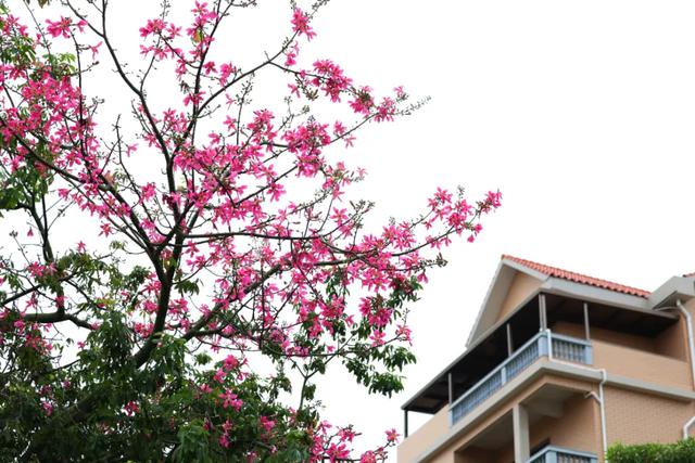 美翻了!石碣街头异木棉盛放,一树树粉花演绎都市浪漫