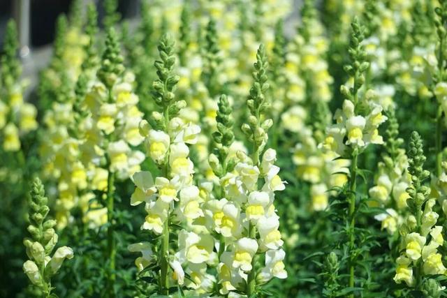 超值！植物园这片美人梅开men了